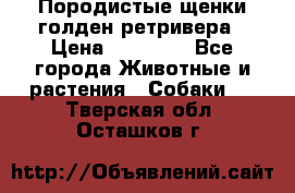 Породистые щенки голден ретривера › Цена ­ 25 000 - Все города Животные и растения » Собаки   . Тверская обл.,Осташков г.